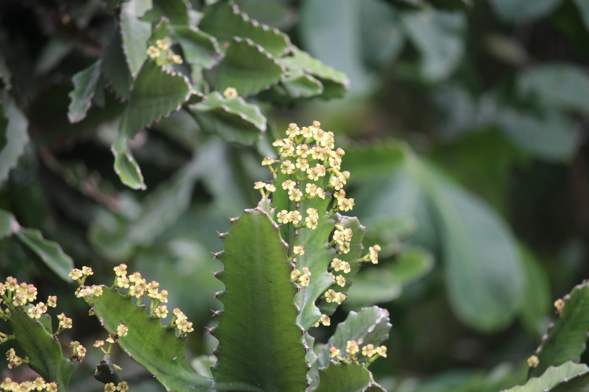 Euphorbia antiquorum L.